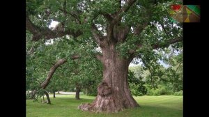 Окружающий мир 2 класс ч.1, Перспектива, с.102-105, тема урока "Невидимые нити в осеннем лесу"