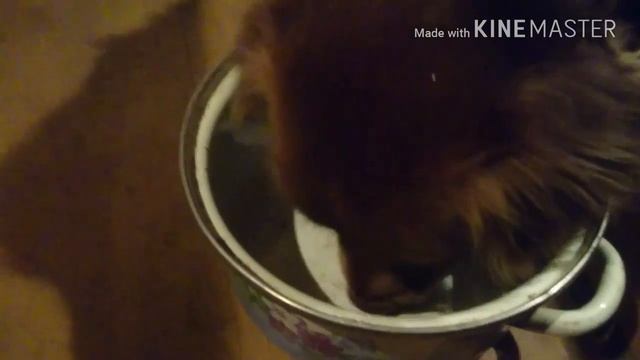 Как мы с собакой выживаем!!! Или яичница из перепелиных яиц)))