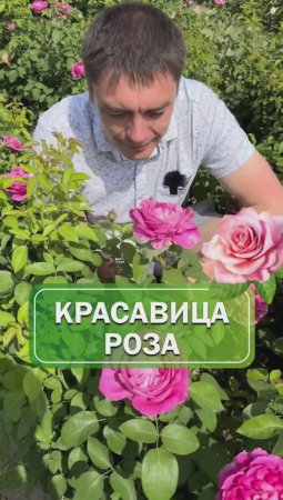 Роскошная Роза для вас #питомникрастений #саженцы #розы