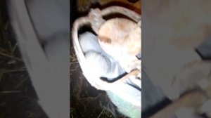 Установка капкана на крыс