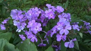 Флокс метельчатый ПЕТР СТОЛЫПИН (Phlox paniculata ‘Pyotr Stolypin’)  автор Е.А. Константинова 2007