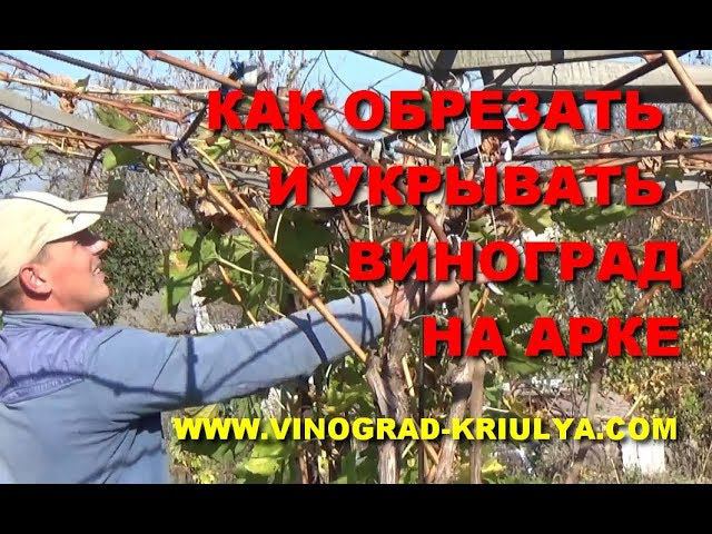 ОБРЕЗКА И УКРЫТИЕ ВИНОГРАДА НА АРКЕ (ПЕРГОЛЕ) www.vinograd-kriulya.com смотреть онлайн