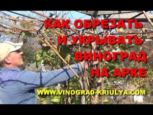 ОБРЕЗКА И УКРЫТИЕ ВИНОГРАДА НА АРКЕ (ПЕРГОЛЕ) www.vinograd-kriulya.com