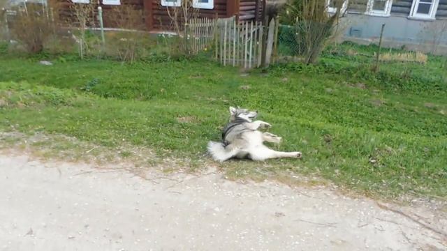 Пошли с Брюсом за молоком для Мишельки 29.04.23 #западносибирскаялайка Брюсу 1 год смотреть онлайн