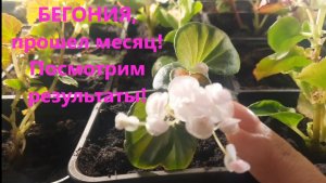 Бегония прошел месяц после посадки. Посмотрим результат.