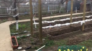 Весенние заморозки. Замотал виноград.