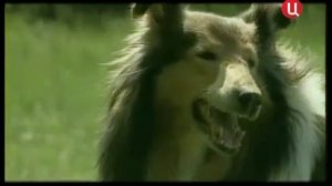 Все породы собак  Колли