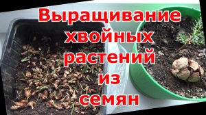 Как вырастить хвойные из семян в домашних условиях. Посев семян хвойных - любое количество растений