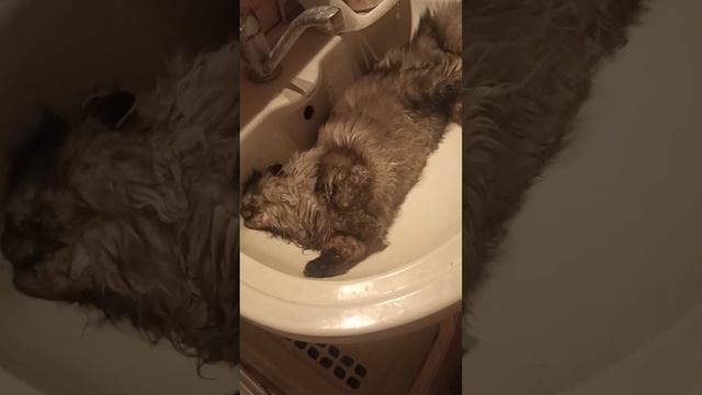 Кот желает принять ванную смотреть онлайн