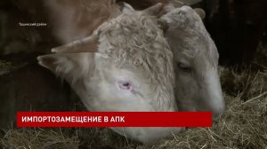 Семейная молочная ферма в Тацинском районе