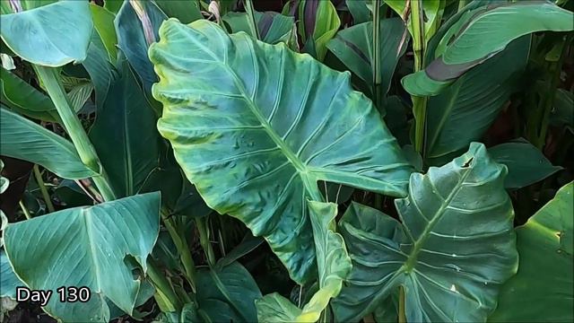 Giant Elephant Ear Plants Growing Side by Side | Alocasia Borneo Giant and Colocasia Jack's Giant