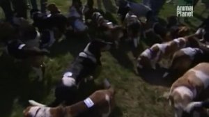 Бассет хаунд. Все о собаках