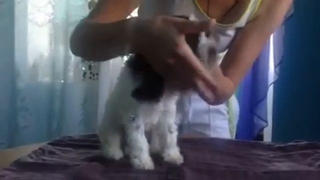 ВЕНАТУС ВЕНАТИКУС Артемида Щенок Лаготто -Романьоло смотреть онлайн