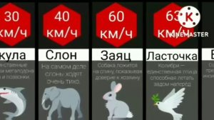 Сравнение: скорость