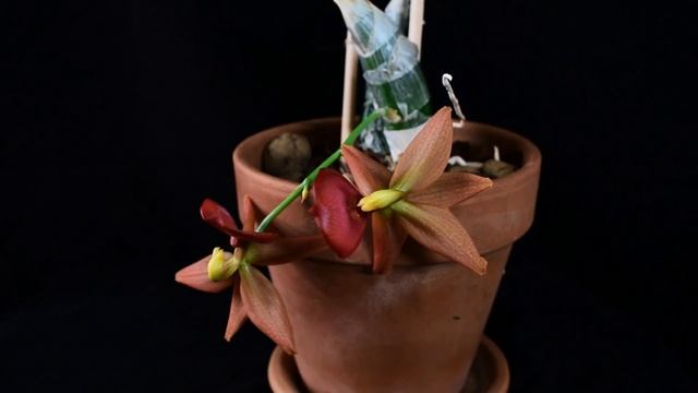 CYCNODES TAIWAN GOLD 'ORANGE' - описание и основы ухода смотреть онлайн