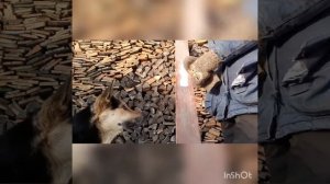 Как научит собаку команде вольт. Учим собаку трюкам