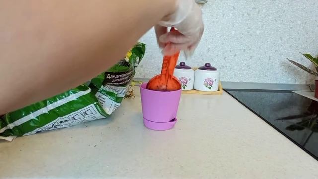 Черенкование и укоренение шефлеры