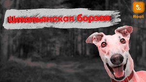 Грация и Скорость: Итальянская Борзая в Подробностях