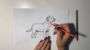 Как правильно снять мерки с собаки. Вязаный свитер для собаки