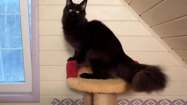 Кошка Мейн Кун Tiffani SolarSong, окрас чёрный солид. смотреть онлайн