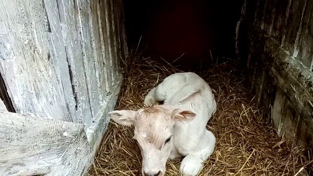 Новости по корове Дымке.. Сильно отекло вымя, но я не переживаю. смотреть онлайн