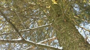 Загадки зелёных друзей: Псевдотсуга Мензиса