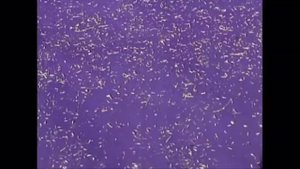 Машина для очистки и калибровки зерна АЛМАЗ МС