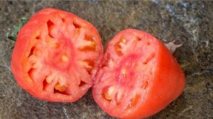 Томат Абаканский розовый – самый вкусный сорт для открытого грунта