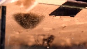 МЫ СДЕЛАЛИ ТЕРРАРИУМ И ПОСЕЛИЛИ ТУДА ГОЛОДНОГО ПАУКА