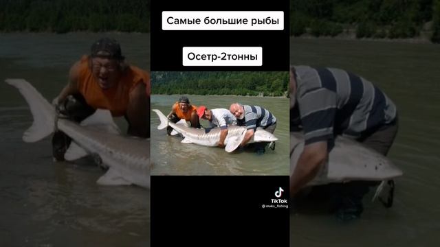Самые большие рыбы ! Сазан , карп , осётр, карась . смотреть онлайн