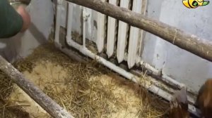 Применение "Глубокой подстилки для птиц" от LiveBacteria - Подстилка в курятнике