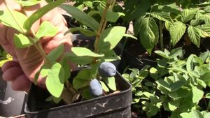 Саженцы жимолости.