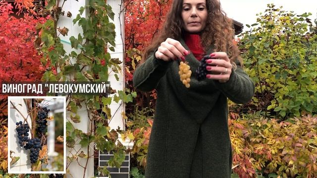 Плодовый виноград для Подмосковья. Сравнение сортов плодового винограда