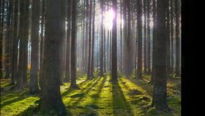 Beethoven - A melody of tears