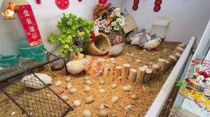 Перепелки как хобби по-японски и их сказочный мир