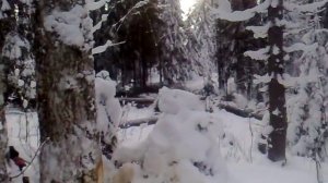 валка леса зимой