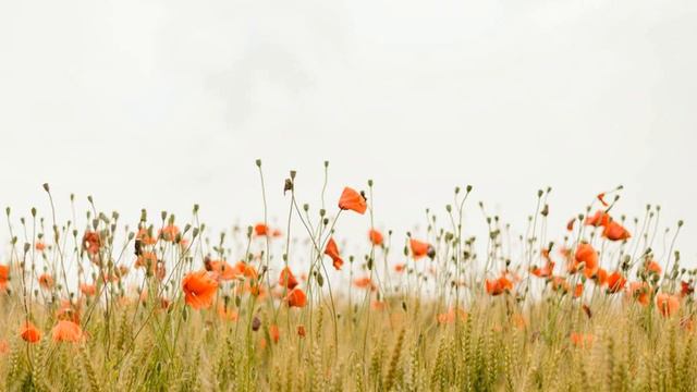 Русская народная - На поле танки грохотали (исп. Олег Безуглов) смотреть онлайн