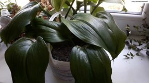 Луковицы  ЭУХАРИСА  "оздоравливаем" на даче - все любят свободу...