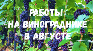 Работы на винограднике в августе