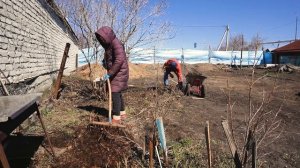 Чистим участок от старых кустов