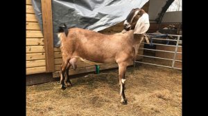 Демодекоз у коз! Все пропала! Всех под нож!