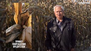 Опыт применения инсектицида Амплиго и гербицида Люмакс в ОАО Гастелловское. Отзыв агронома.