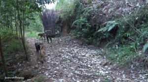 Find firewood, fish, make a place to dry firewood - Green forest life, farm life, free bushcraft