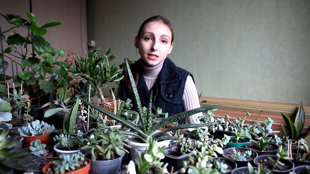 Как ухаживать за суккулентами / succulents