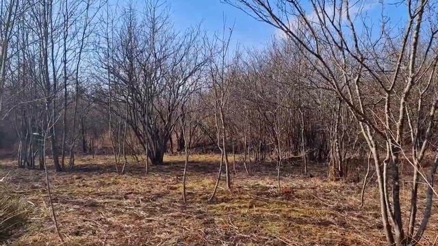 Обрезка деревьев у пруда. Жизнь в поместье. Гектар смотреть онлайн