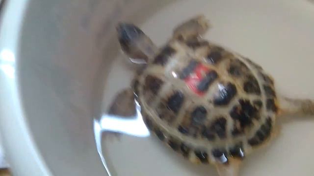 Средне- Азиатская черепаха 🐢 смотреть онлайн