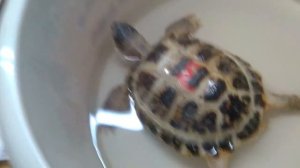 Средне- Азиатская черепаха 🐢