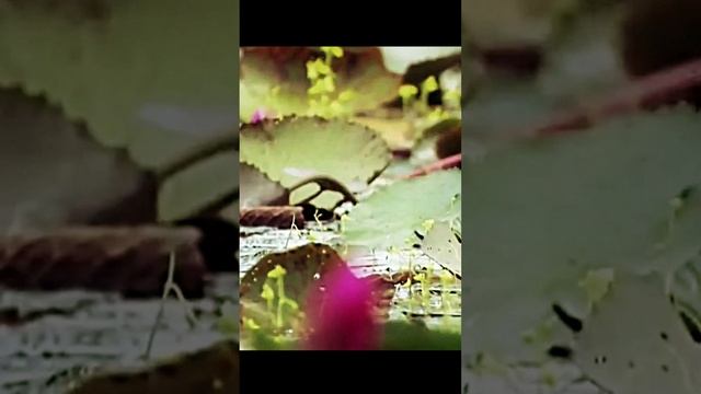 Звуки болота. Звук лягушек. Природа