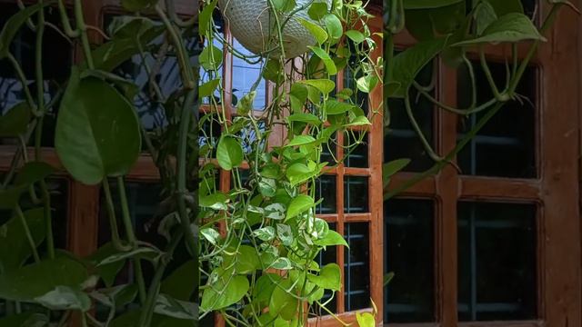 My hanging plants🌱❤️ смотреть онлайн