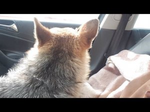 Продолжение Пес-2